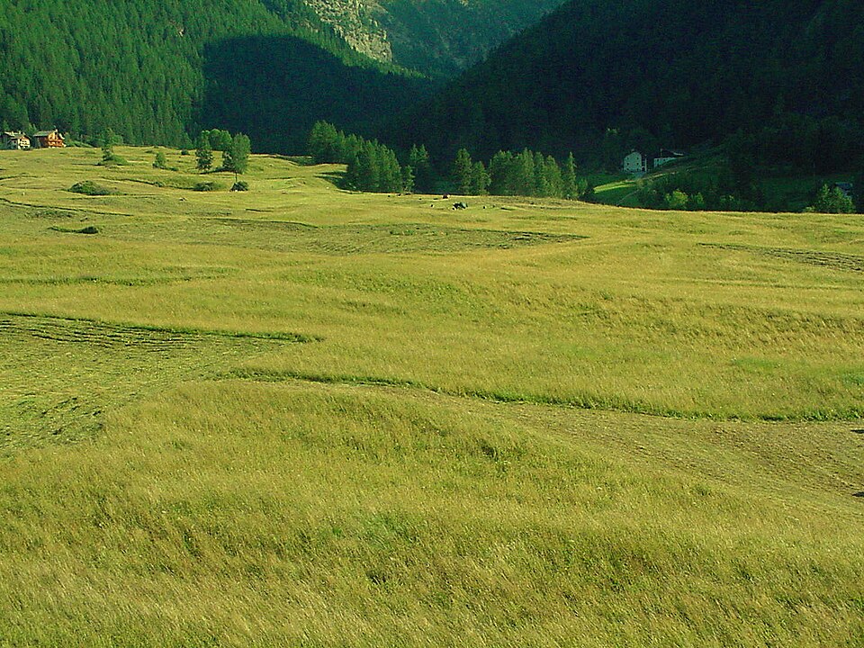 Prato di Sant'Orso, Cogne