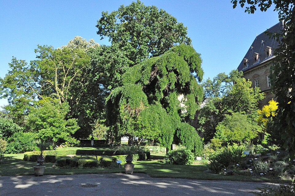 Orto Botanico, Torino