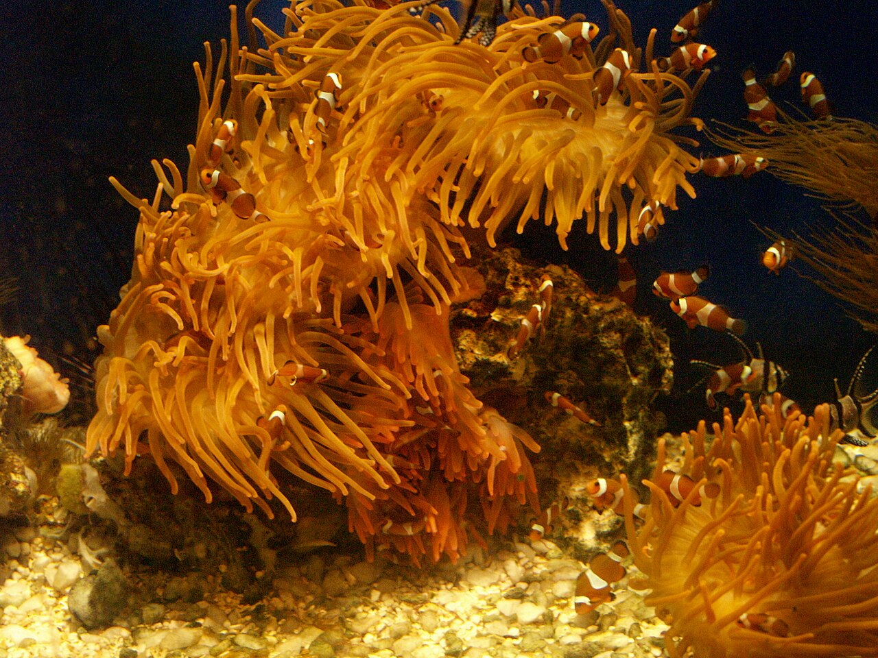 Acquario di Genova, Genova