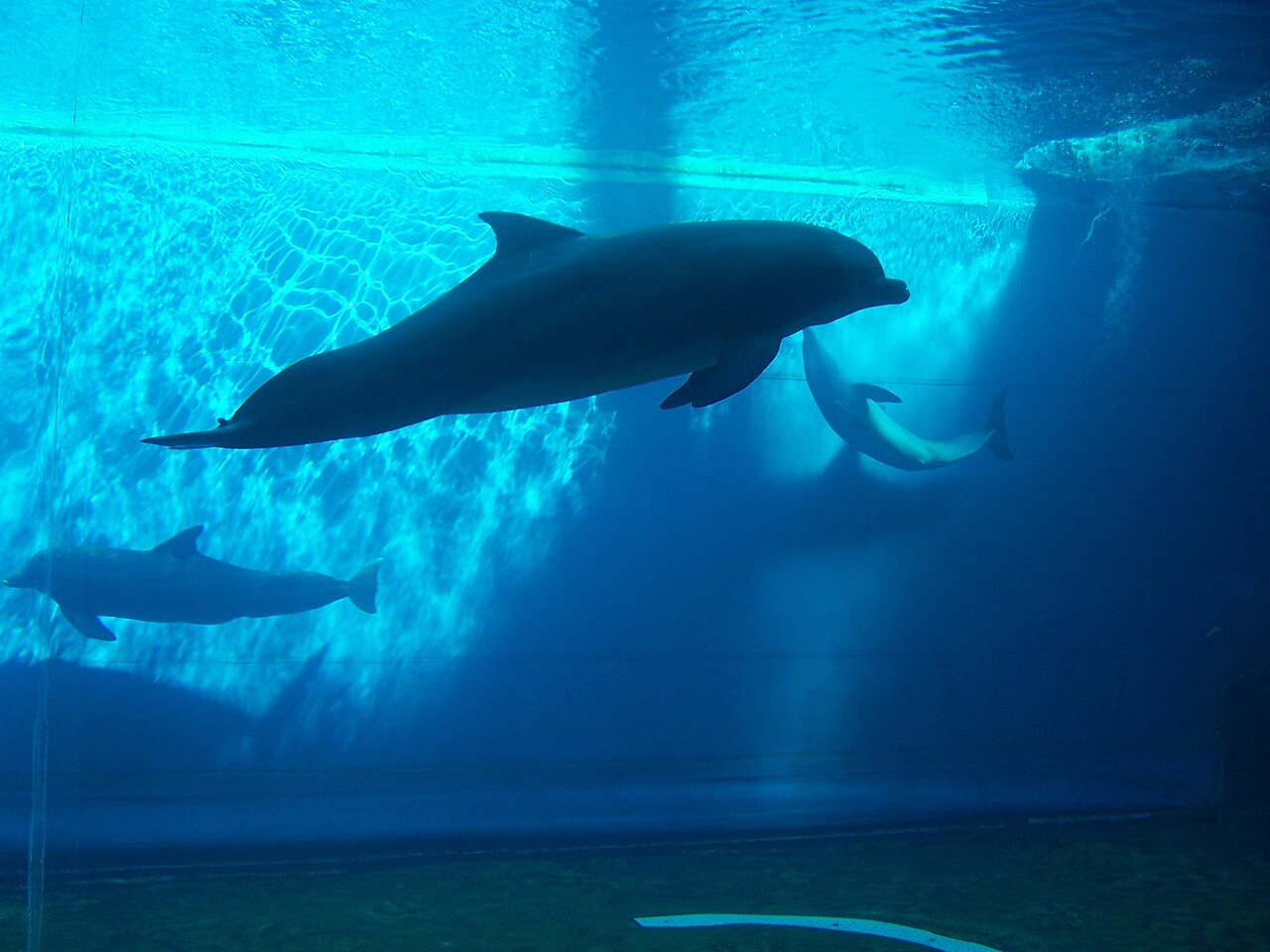 Acquario di Genova, Genova