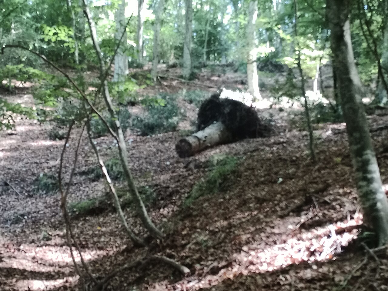 Foresta Umbra, Vico del Gargano