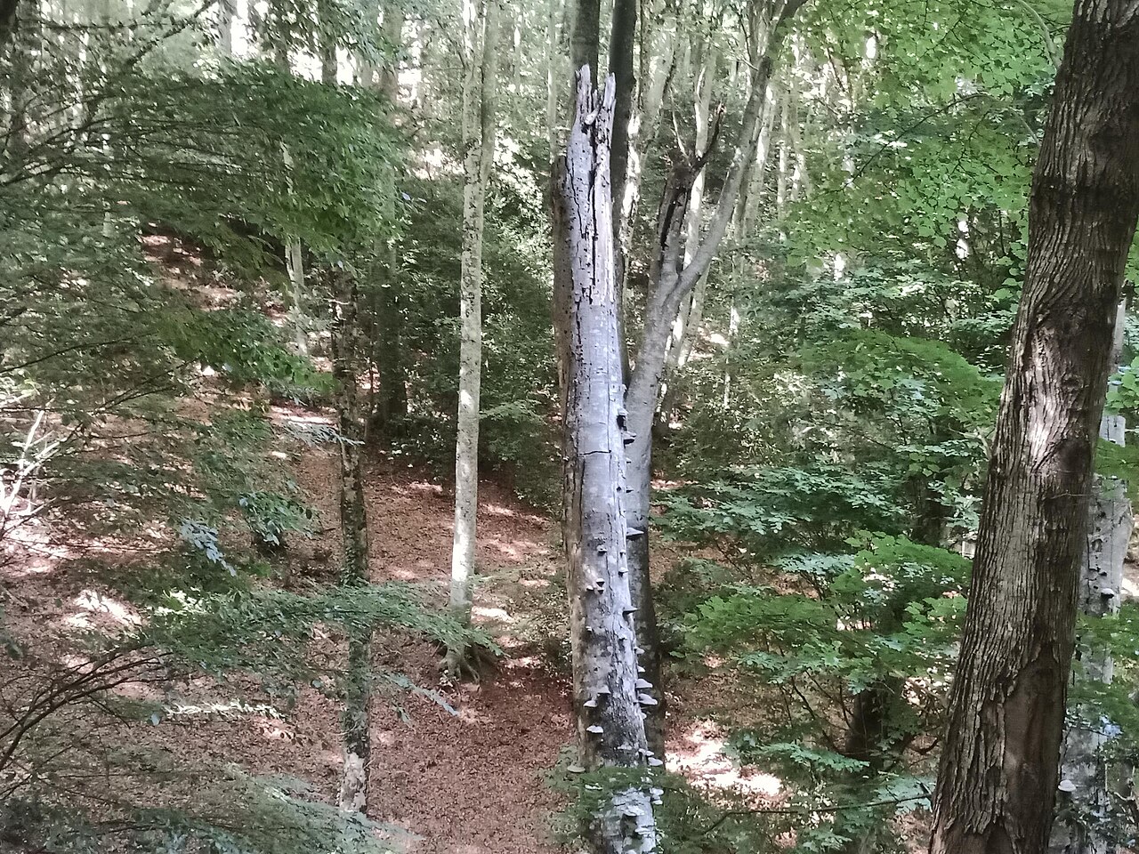 Foresta Umbra, Vico del Gargano