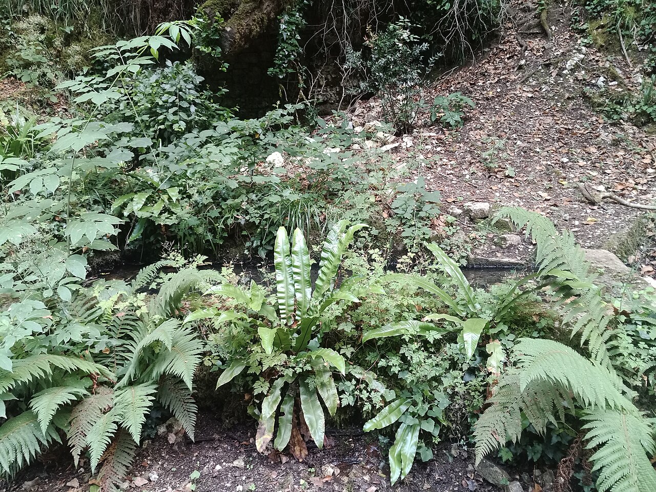 Foresta Umbra, Vico del Gargano