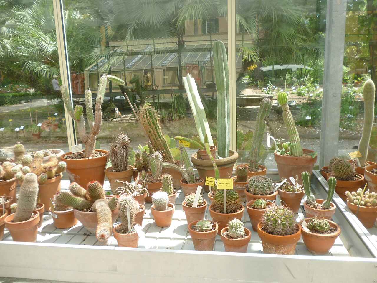 Orto Botanico di Pisa, Pisa