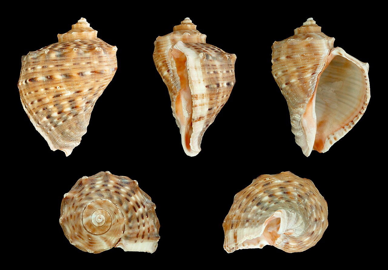 Venosa, Venosa