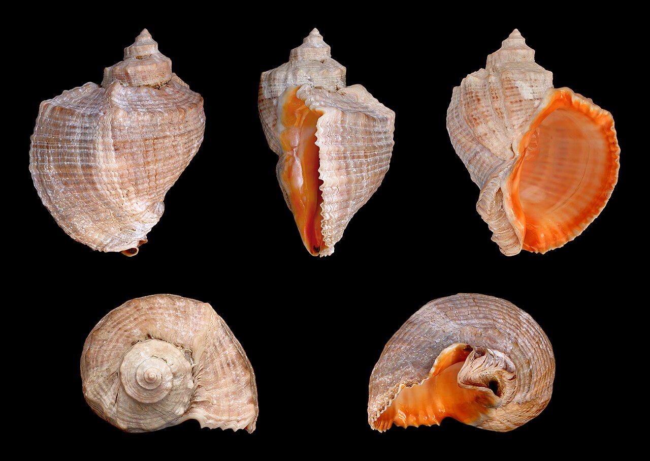 Venosa, Venosa